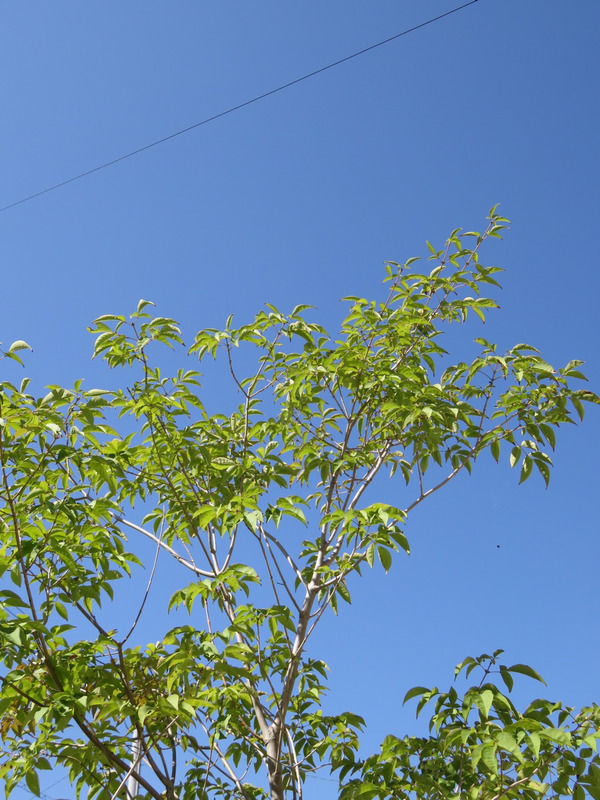 秋晴れの空