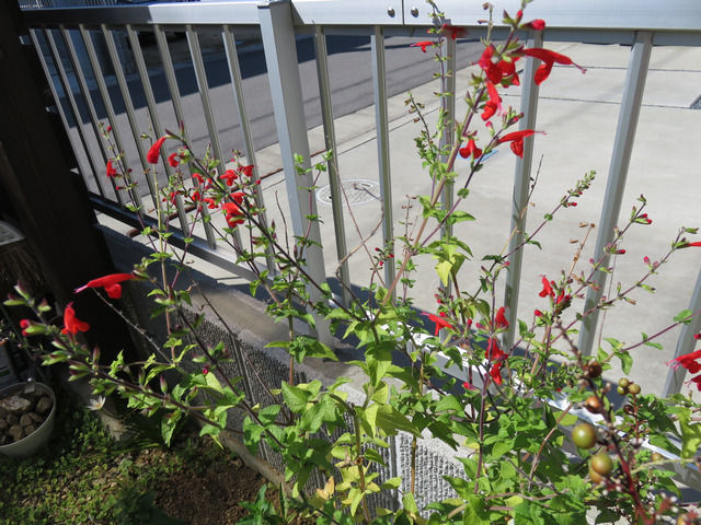 パイナップルセージの花