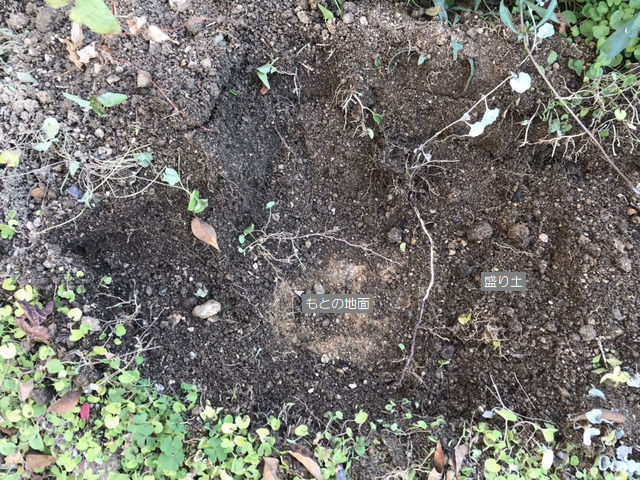 植栽をどけた地面の状態