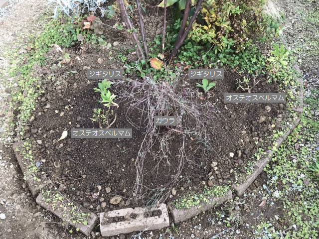 土壌改良をした場所に植えた植栽