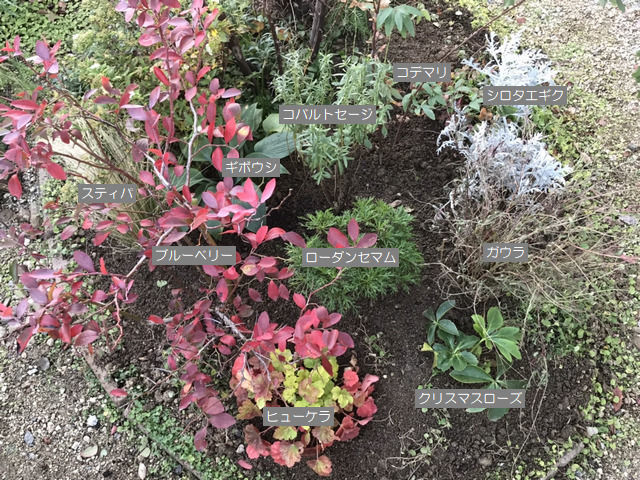土壌改良をした場所に植えた植栽説明