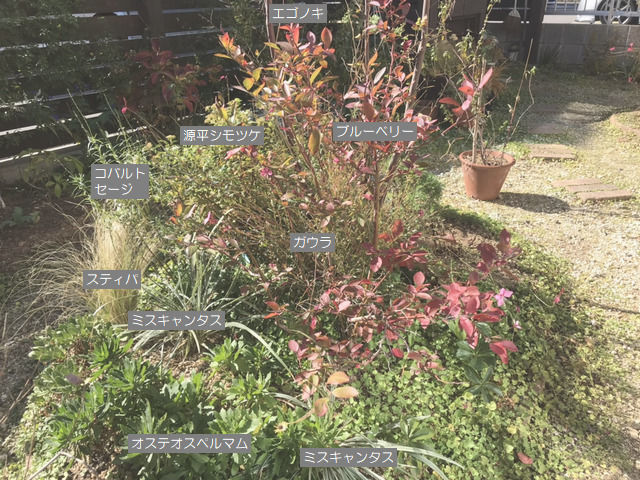 土壌改良をする前の植栽
