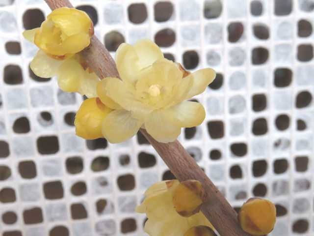 ロウバイの花