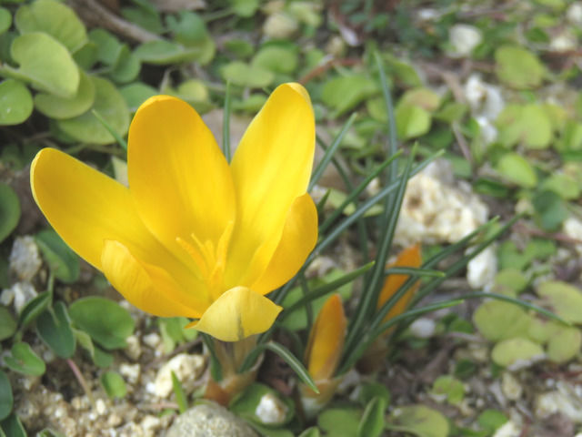 黄色いクロッカスの花