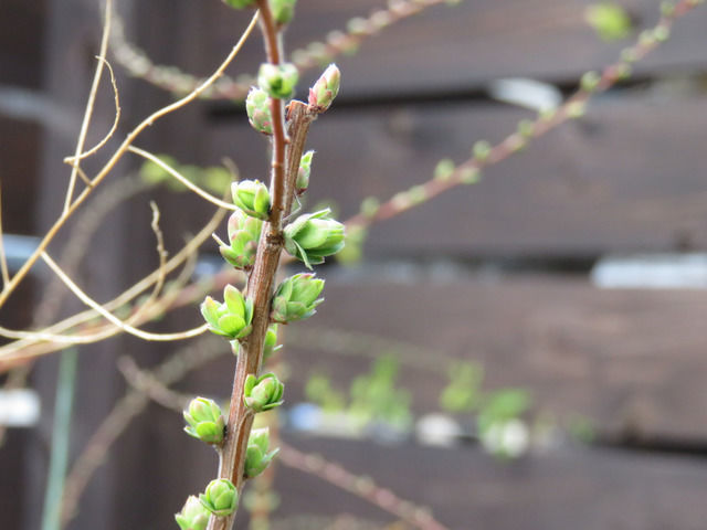 ユキヤナギのつぼみ
