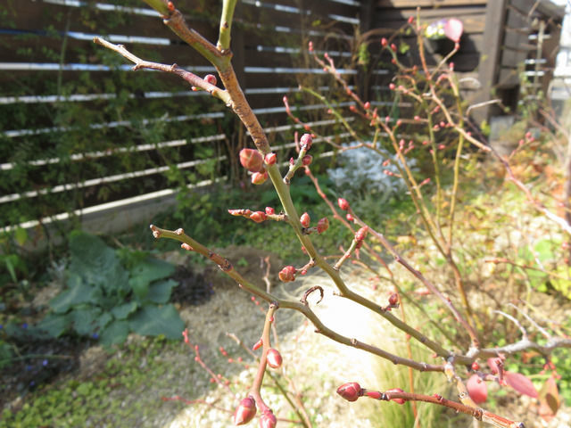 ブルーベリーの赤いつぼみ