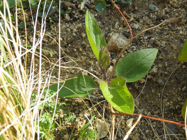 地植えのクレマチスロウグチが芽を出した様子