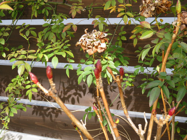 アジサイの新芽