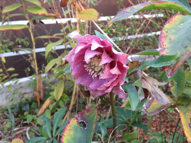 クリスマスローズの開花 八重ピンク