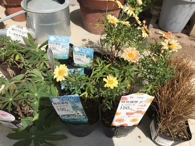 ホームセンターの見切り苗