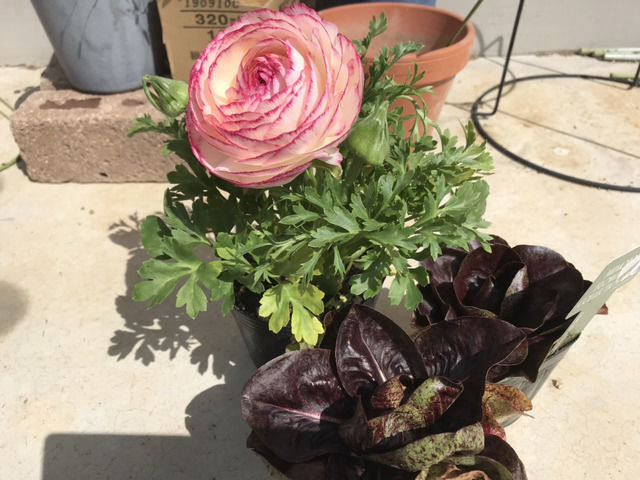 購入した苗 ラナンキュラスと鑑賞用チコリ