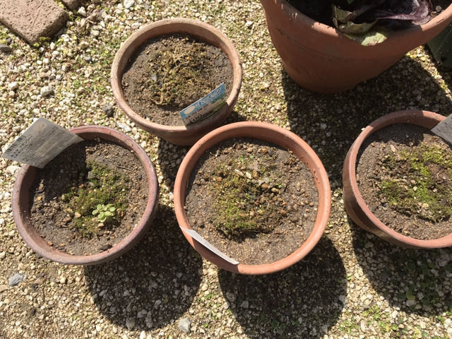 鉢植えにしたホスタ4つ