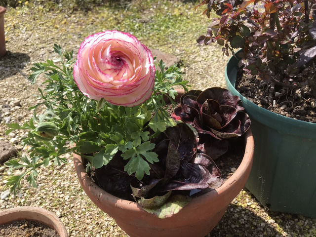 ラナンキュラスと鑑賞用チコリの寄せ植え