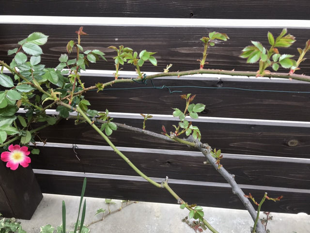 シュートから新芽が出たカクテル