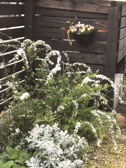 五分咲きのユキヤナギの花