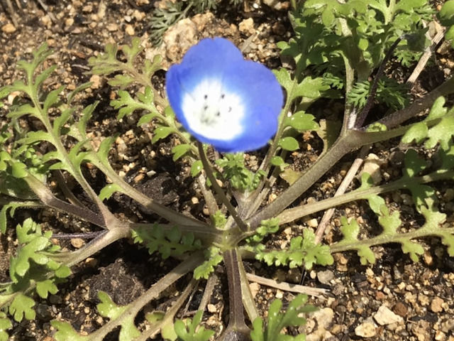 一輪咲いているネモフィラ