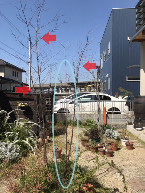 株立ちのエゴノキの全体
