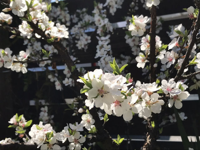 2020年春の満開のユスラウメの花