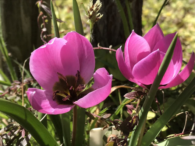 原種チューリップヘレナの花