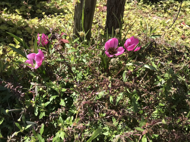 原種チューリップヘレナの花