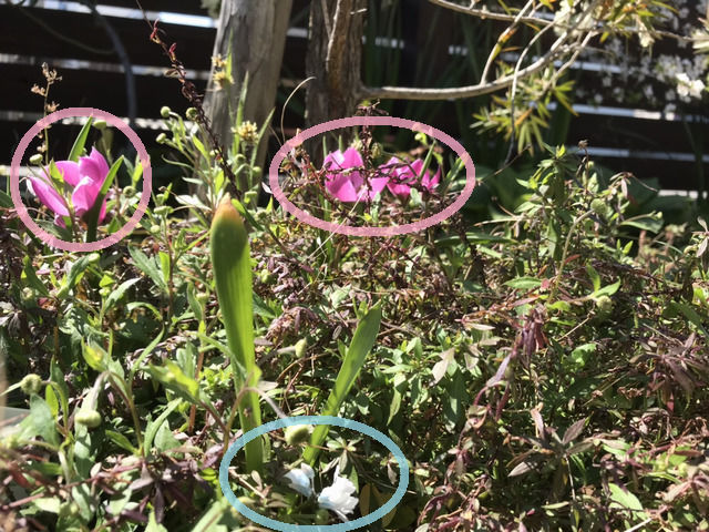 エリゲロンに埋もれた原種チューリップヘレナの花