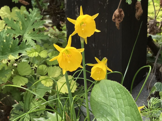 ミニ水仙バルボコジュームの花