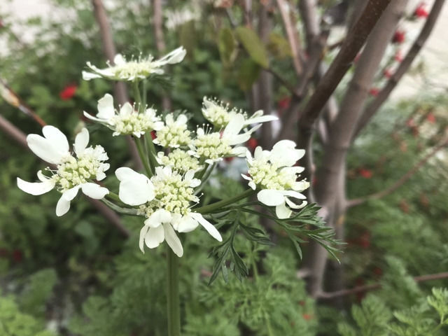 オルレアの花のアップ