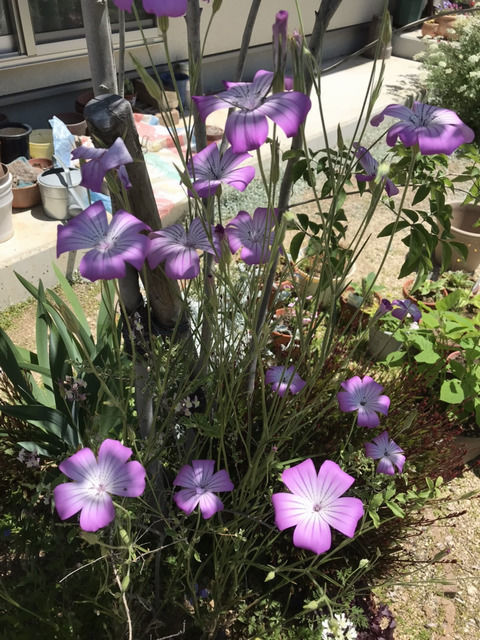 アグロステンマの花