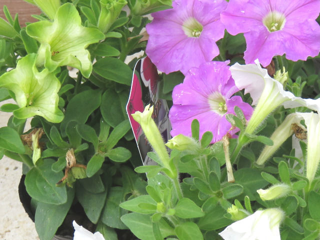 ペチュニアの花のアップ