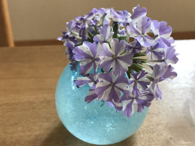 スーパーベナ アイストゥインクルの花の一輪挿し