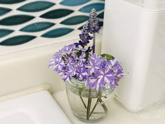 スーパーベナ アイストゥインクルの花