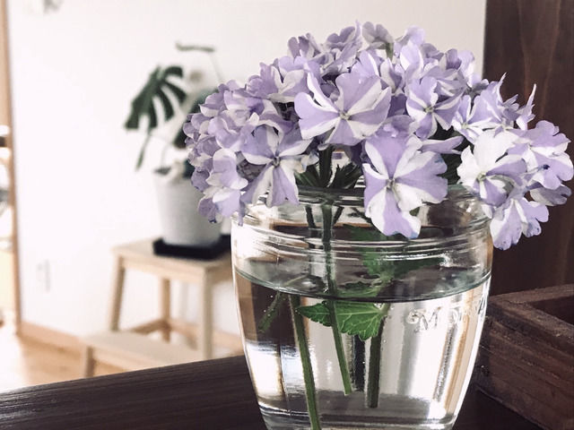 スーパーベナ アイストゥインクルの花