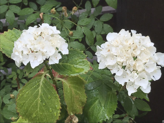 白いアジサイ シュガーホワイトの花