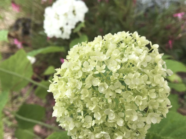 白いアジサイ アナベルの黄緑色の花