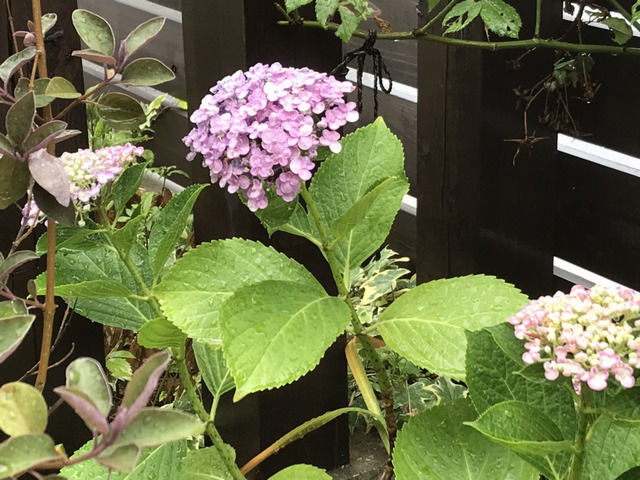 ピンク色のオタフクアジサイの花