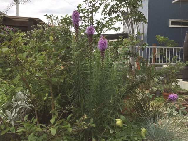 リアトリスの花の植栽