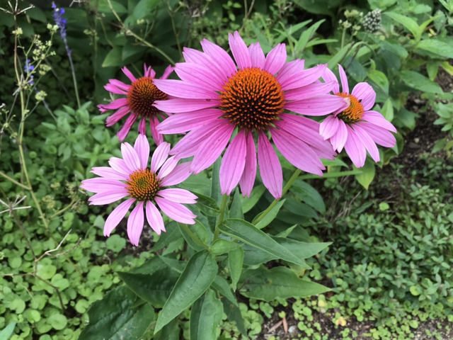 ピンクのエキナセアの花のアップ