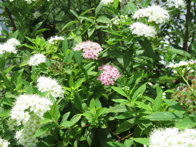 源平シモツケの花