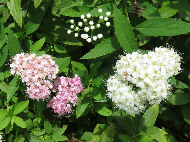 源平シモツケの花のアップ