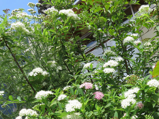 源平シモツケとノコギリソウの植栽