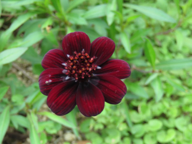チョコレートコスモスの花のアップ