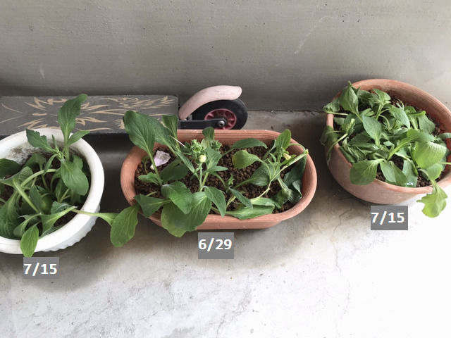 2020年7月のジギタリスの挿し芽の様子