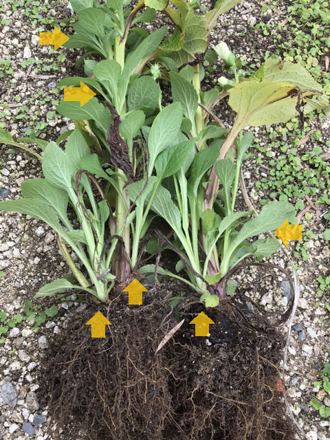 脇芽が出ているジギタリスの株