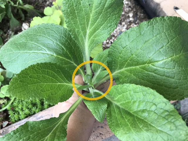 挿し芽に向いているジギタリスの脇芽