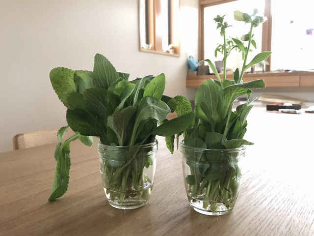 吸水させているジギタリスの挿し芽