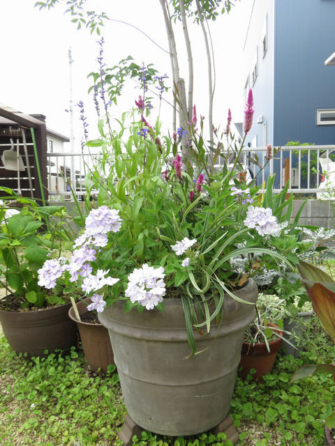 夏の寄せ植えの1か月経過した様子 スーパーベナ アイストゥインクル ブルーサルビア