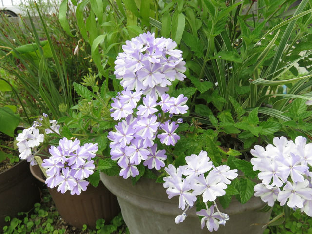 夏の寄せ植えの1か月経過した様子 スーパーベナ アイストゥインクル