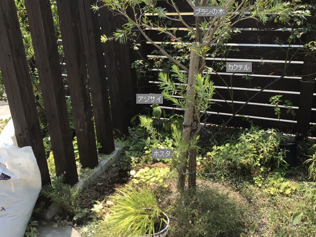 空いたスペースと周囲の植物の様子