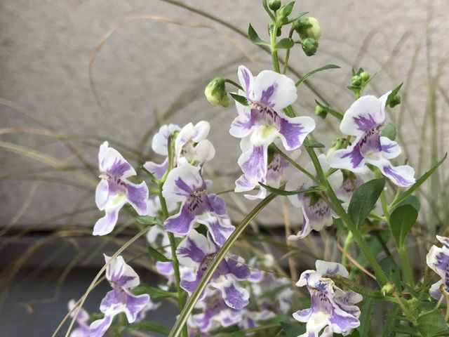 薄紫と白のバイカラーのアンゲロニアの花