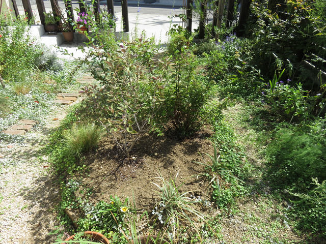植栽の裏側 ミツバハマゴウ